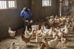 拉白痢、喜臥、腿瘸等大腸桿菌現(xiàn)象層出不窮？