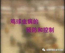 夏季球蟲到底該怎么預防治療？都在這里！
