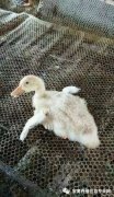 鴨子病毒性漿膜炎大片傷亡！根本治不住都想放