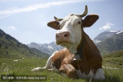 肥牛養(yǎng)殖過程中存在的問題，以及解決的方法。