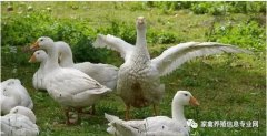 怎么治療鵝痛風(fēng)問題？快進(jìn)來看看！