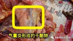 家禽氣囊炎其實(shí)不難治，找對方法最重要！