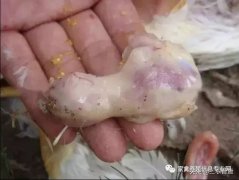 肉雞最頭疼的還是腺肌胃炎，到底該怎么解決？